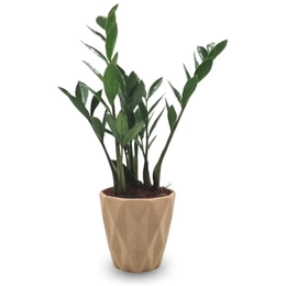 Imagem de Cachepot Diamante com Zamioculca Baby