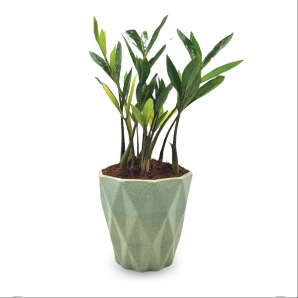 Cachepot Diamante com Zamioculca Baby