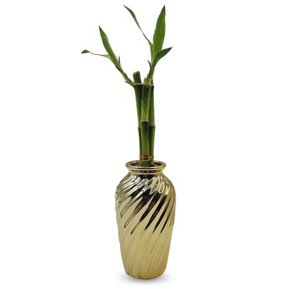 Vaso Haiti em Cerâmica com Bambu da Sorte