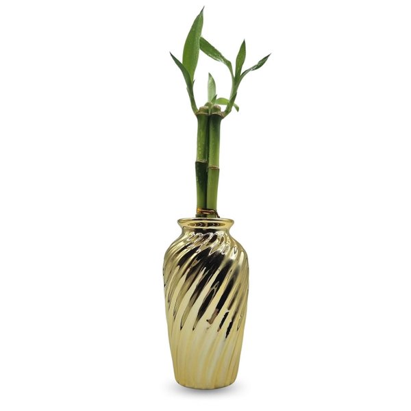 Vaso Haiti em Cerâmica com Bambu da Sorte