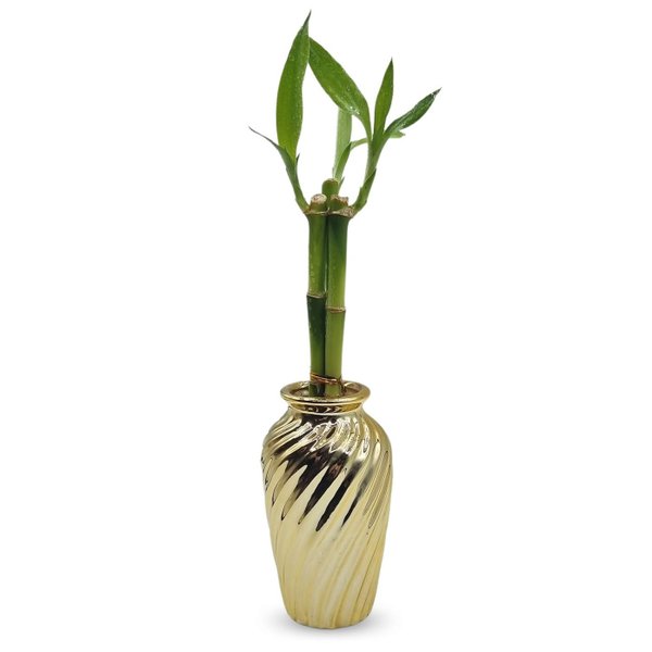 Vaso Haiti em Cerâmica com Bambu da Sorte