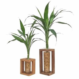 Imagem de Conjunto de Vasos Rústicos com Bambu da Sorte