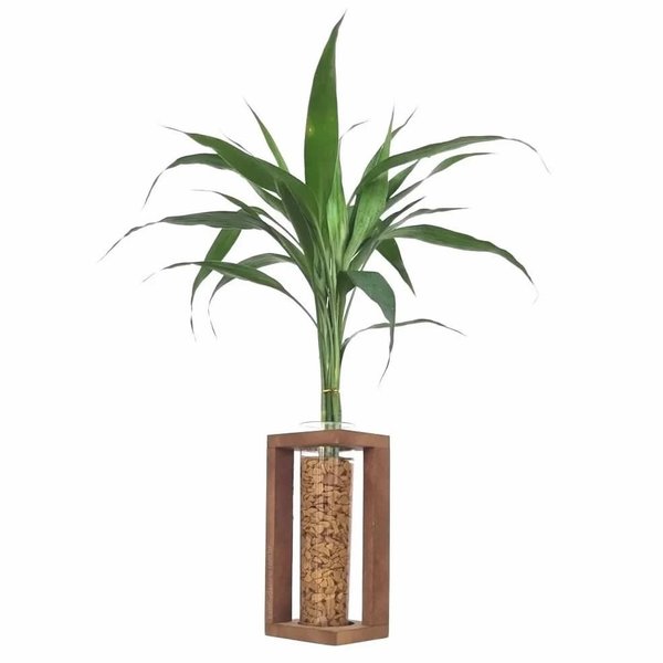 Conjunto de Vasos Rústicos com Bambu da Sorte