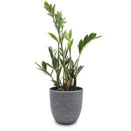 Imagem de Cachepot com Planta Zamioculca (Cimento)