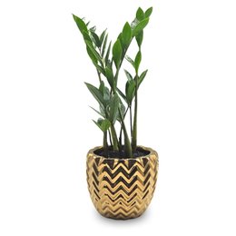 Imagem de Cachepot em Cerâmica com Zamioculca