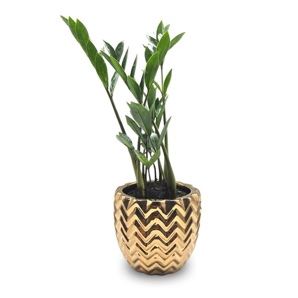 Cachepot em Cerâmica com Zamioculca