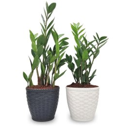 Imagem de Par de Vasos Yin Yang com Planta Zamioculca