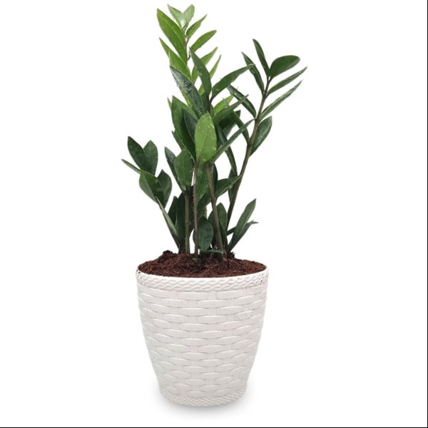 Par de Vasos Yin Yang com Planta Zamioculca
