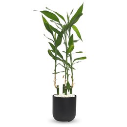 Imagem de Cachepot Due com Bambu da Sorte Torre