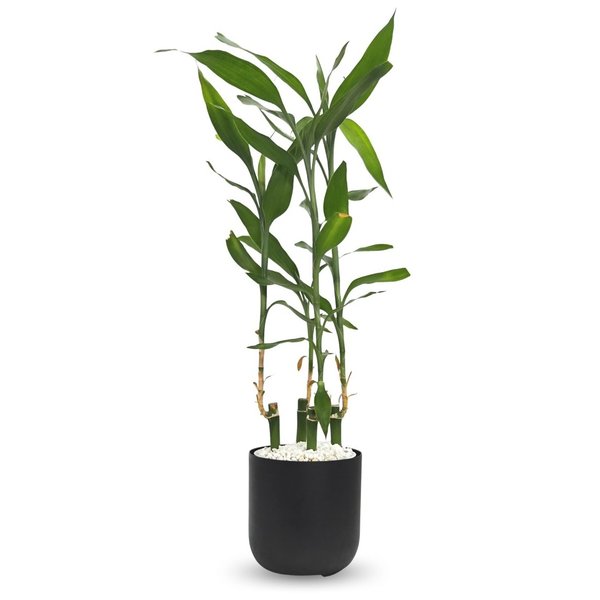 Cachepot Due com Bambu da Sorte Torre