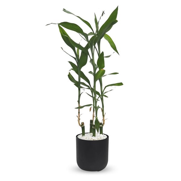 Cachepot Due com Bambu da Sorte Torre