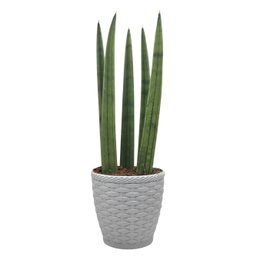 Imagem de Cachepot com Planta Lança de São Jorge