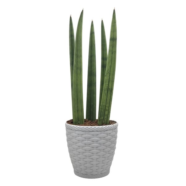 Cachepot com Planta Lança de São Jorge