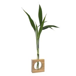 Imagem de Bambu da Sorte com Vaso de Vidro e Suporte Quadrado