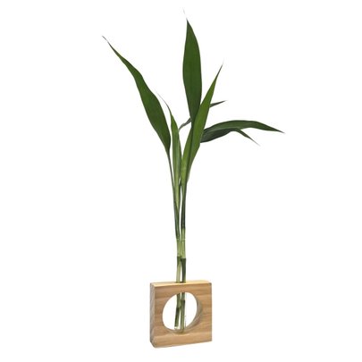 Bambu da Sorte com Vaso de Vidro e Suporte Quadrado