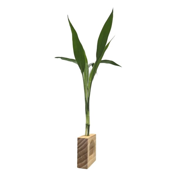Bambu da Sorte com Vaso de Vidro e Suporte Quadrado