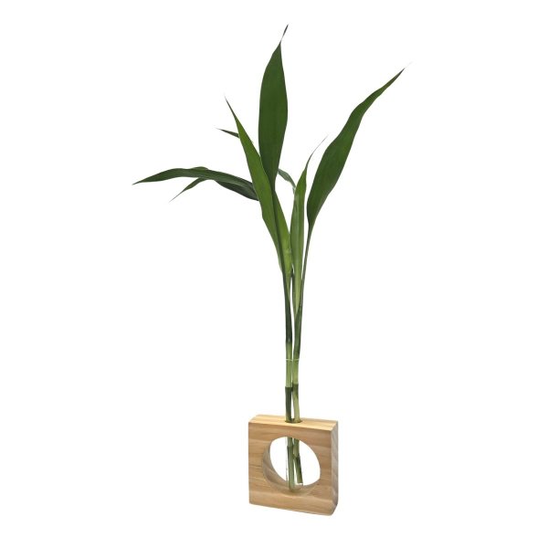 Bambu da Sorte com Vaso de Vidro e Suporte Quadrado