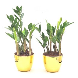 Imagem de Par de Vasos Dourados com Zamioculca