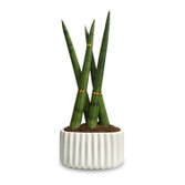 Cachepot com Lança de São Jorge Trançada