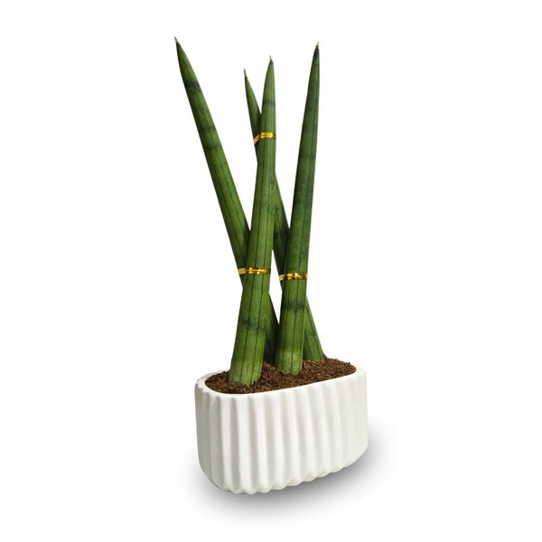 Cachepot com Lança de São Jorge Trançada