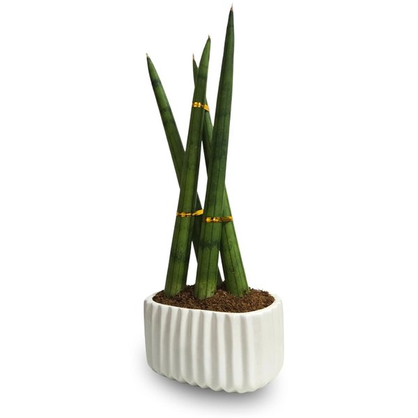 Cachepot com Lança de São Jorge Trançada