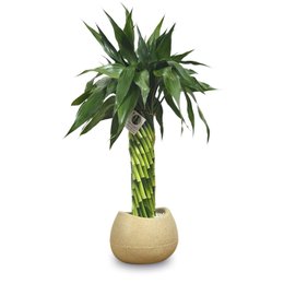 Imagem de Bambu da Sorte Torre em Espiral (50cm)