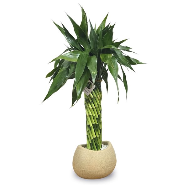 Bambu da Sorte Torre em Espiral (50cm)