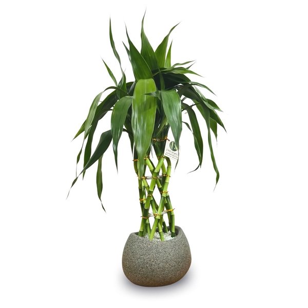 Bambu da Sorte Torre Trançada (50cm)