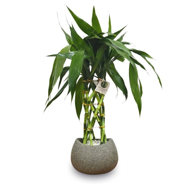 Bambu da Sorte Torre Trançada (50cm)