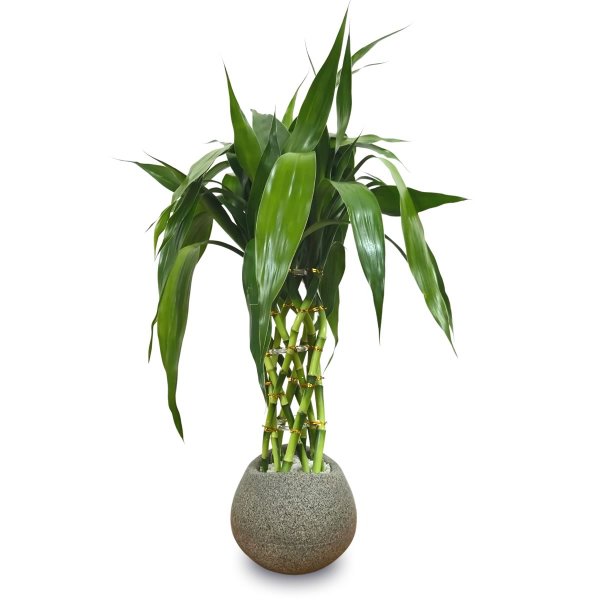 Bambu da Sorte Torre Trançada (50cm)