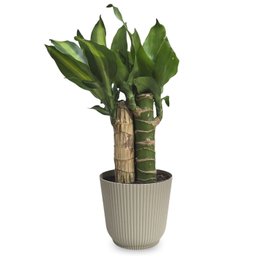 Imagem de Cachepot Milan com Pau D'água