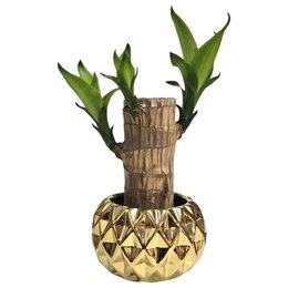 Imagem de Cachepot em Cerâmica com Muda de Pau D'Água