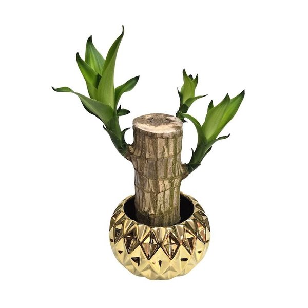 Cachepot em Cerâmica com Muda de Pau D'Água