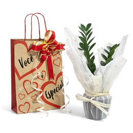 Imagem de Kit Presente com Planta Zamioculca Baby