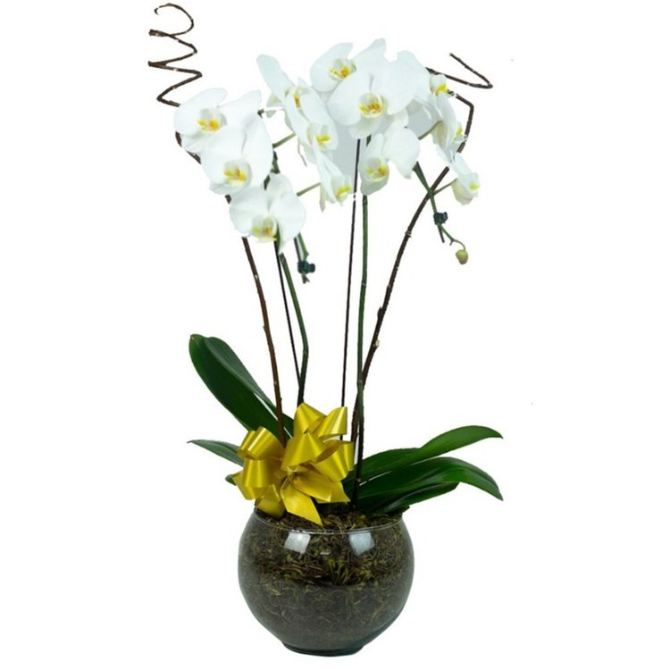 Orquídea Branca Grande em Vaso de Vidro | Giuliana Flores