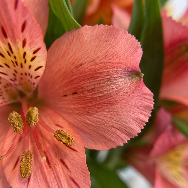 Arranjo de Astromélias Primavera 