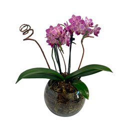 Imagem de Orquidea Média  Vaso de Vidro Lilas 