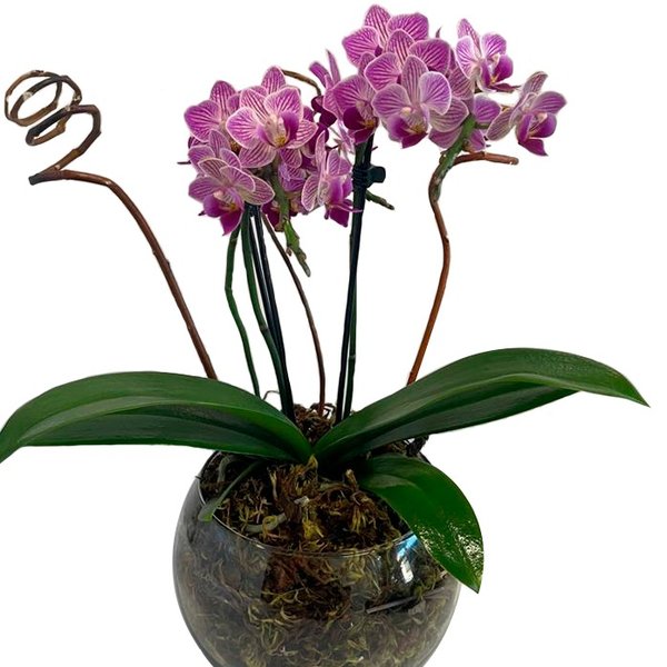Orquidea Média  Vaso de Vidro Lilas 