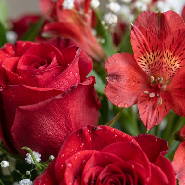 Buquê La Fluer 12 Rosas Vermelhas 
