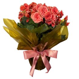 Imagem de Begonia Rosa Grande 