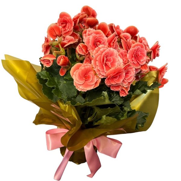 Begonia Rosa Grande 