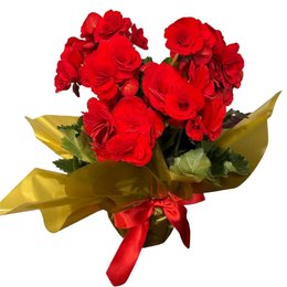Imagem de Begonia Vermelha Grande 