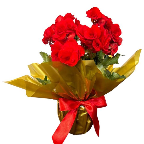 Begonia Vermelha Grande 