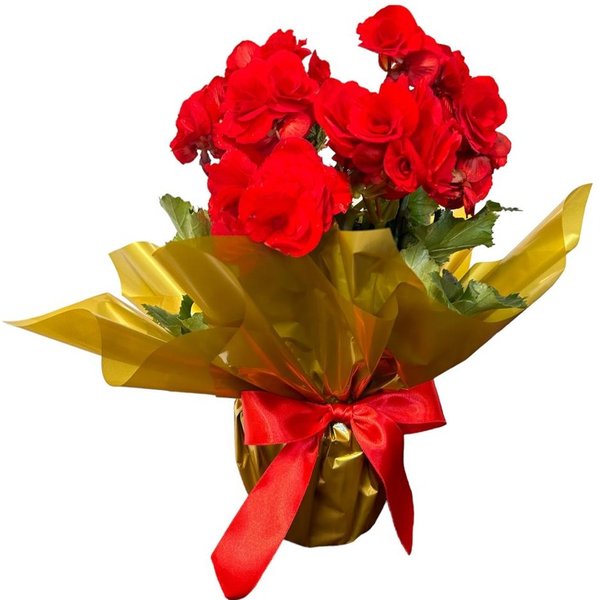 Begonia Vermelha Grande 