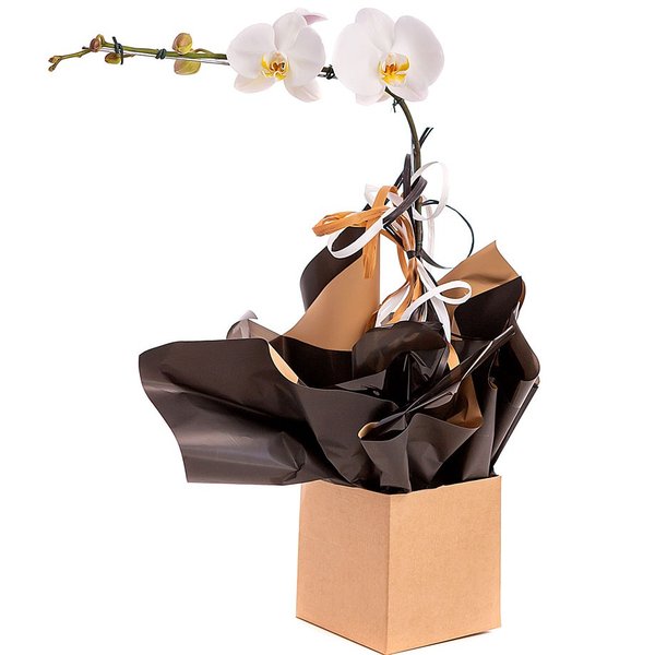 Orquídea Branca