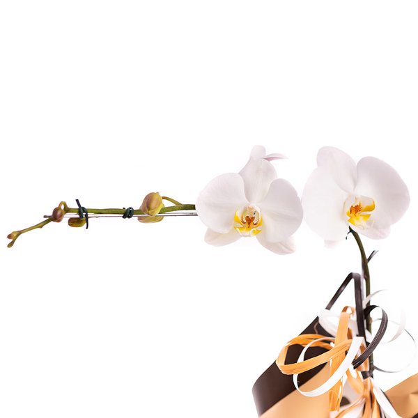 Orquídea Branca
