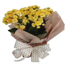 Imagem de Lindo Kalandiva Cachepô