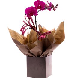 Imagem de Orquídea Roxa