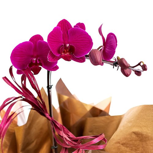 Orquídea Roxa | Giuliana Flores