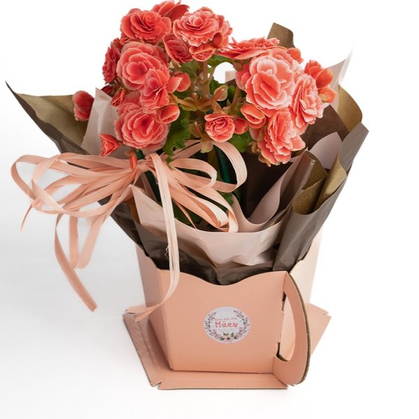 Xícara com Begônia Cor de Rosa
